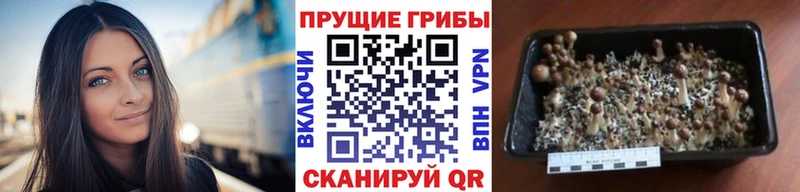 Псилоцибиновые грибы Cubensis  Зеленодольск 